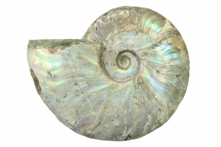Silver Iridescent Ammonite (Cleoniceras) Fossil - Madagascar #327737